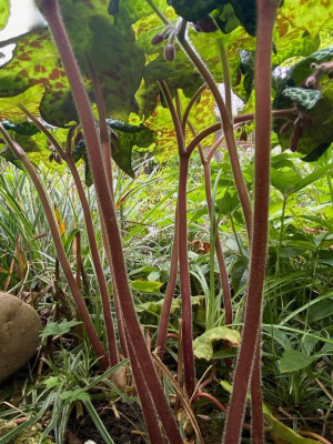 podophyllum-spotty-dotty_19.4.20.jpg