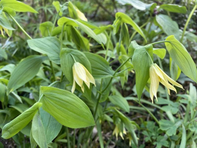 uvularia-perfoliata21.4.20.jpg
