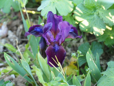 Iris SDB Samtpfötchen 1990 Lothar Denkewitz P4230141.JPG