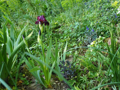 Iris IB Ruby Chimes 1971 Alta Brown P4230138.JPG