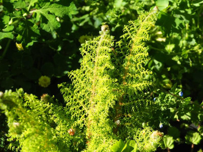 Polystichum setiferum 'Mrs Goffey' b P4200137.JPG