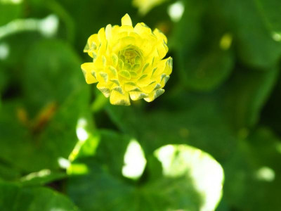 Ranunculus ficaria chrysantheme Kap Horn P4200143.JPG