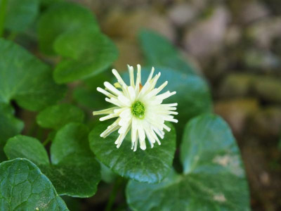 Ranunculus ficaria Sterne P4230134.JPG