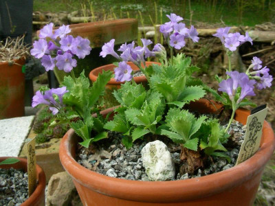 Primula marginata Drake's Blue DSCN6071.JPG