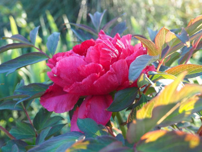 Paeonia Hoki P4230144.JPG