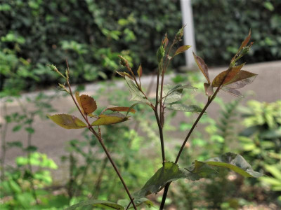 mutabilis.img.JPG