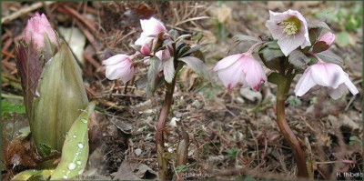 Helleborus_th..JPG