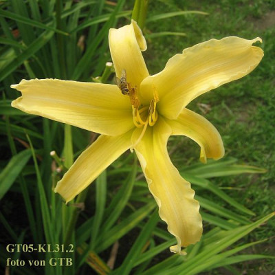 GT05-KL31.2_GT02_7207_r11.jpg