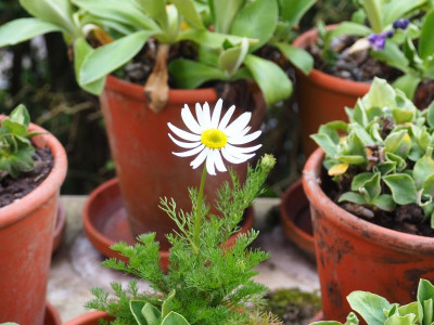 Anacyclus pyrethrum oder Anacyclus officinarum oder was ganz anderes unbekannt von Allgäustauden Aurikel P4080112.JPG