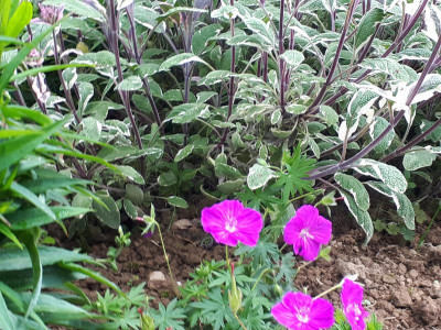 20190611_151804.jpg