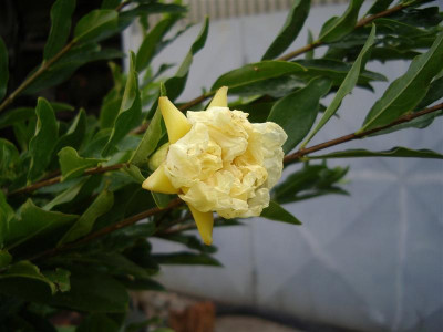 Granatapfelbaum.JPG