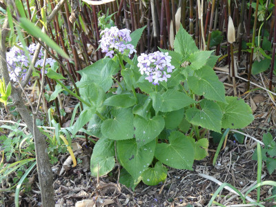 2020-04-24 Lunaria rediviva 1.jpg
