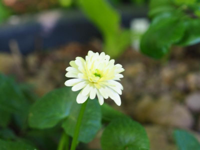 Ranunculus ficaria Sterne P4230133.JPG