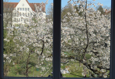 Kirschblüte.jpg