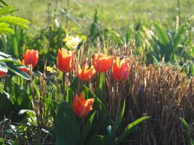 Tulipa Prinses Irene P4150123.JPG