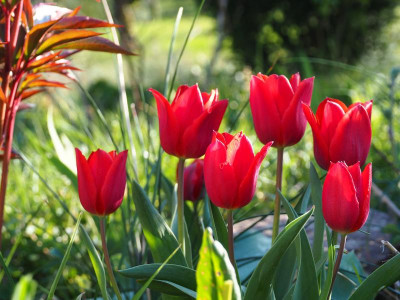 Tulipa Couleur Cardinal P4150131.JPG
