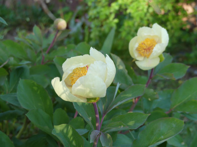 2020-04-24 Paeonia mlokosewitschii.jpg