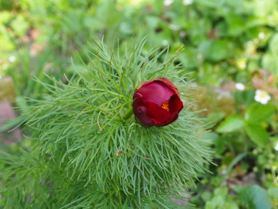Paeonia tenuifolia HP P4150117.JPG