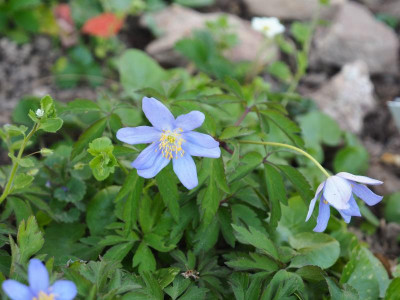Anemone nemorosa 'Abendhimmel' P4060097.JPG