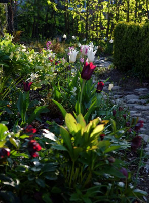 Tulpen.jpg