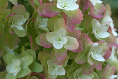 Hydr.-quercifolia-1-c.jpg