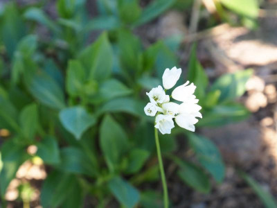 Allium zebdanense P4150127.JPG