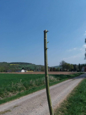 kopfweidendassel.jpg