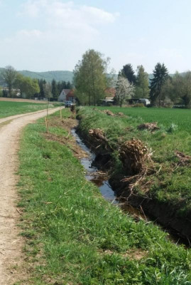 kopfweidendasselaltundneu.jpg