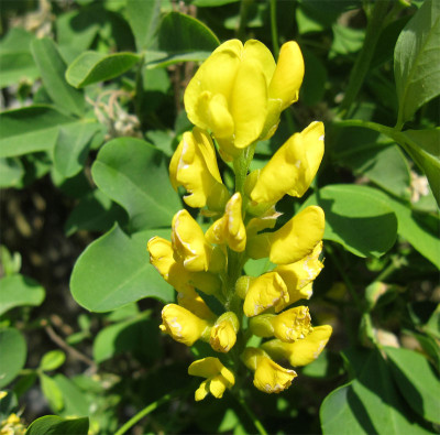 Petteria-2.jpg
