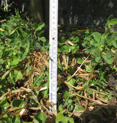 Petteria-3.jpg
