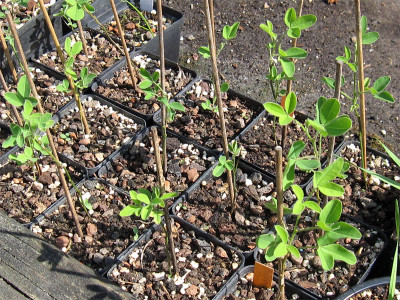 Petteria-4.jpg