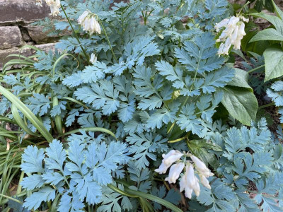 diceentra_langtrees_25.4.20.jpg