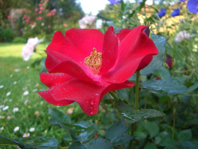 k-CIMG2690dusky.JPG