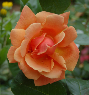 Royal_Sunset_0020_DSC_2597.jpg