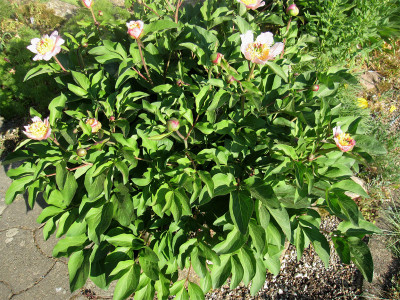P.coriacea-x-lactiflora1.jpg