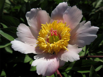 P.coriacea-x-lactiflora2.jpg
