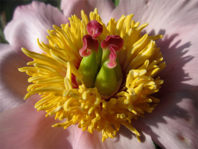 P.coriacea-x-lactiflora3.jpg