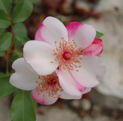 Astronomia_0010__12972.jpg