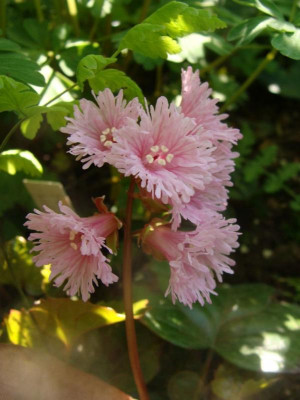 Shortia soldanelloides20-7.jpg