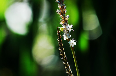 Persicaria_weiss__1_04-08-2007.jpg