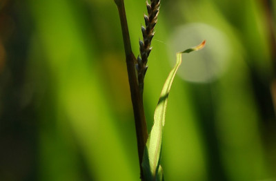 Persicaria_weiss__2_04-08-2007.jpg