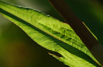 Persicaria_weiss__3_04-08-2007.jpg
