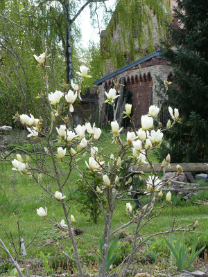 2020-04-25 Magnolia 'Yellow River' 1.jpg