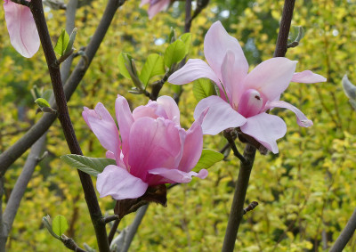 2020-04-25 Magnolia 'Blushing Bell' 1.jpg