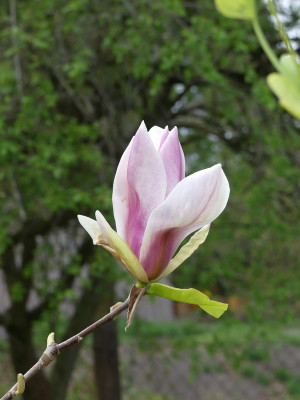 2020-04-25 Magnolia 'Toro' 1.jpg