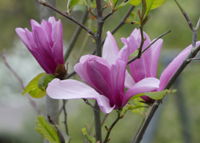 2020-04-25 Magnolia 'Galaxy' 1.jpg