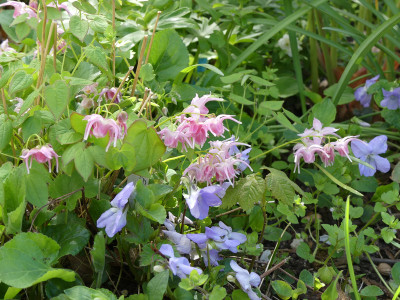 2020-04-25 Epimedium 'Akagiza Kura'.jpg