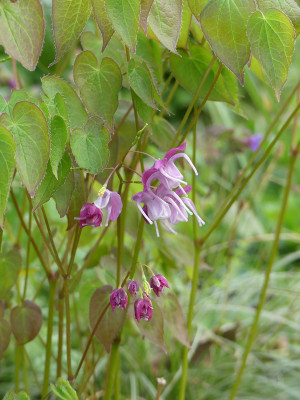 2020-04-25 Epimedium 'Bicolor Giant' 1.jpg