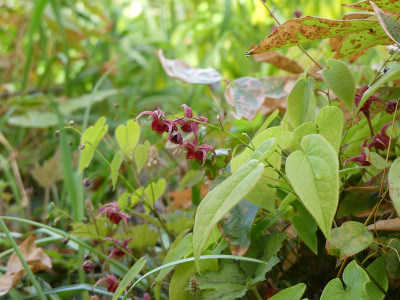 2020-04-25 Epimedium 'Calisto' 2.jpg