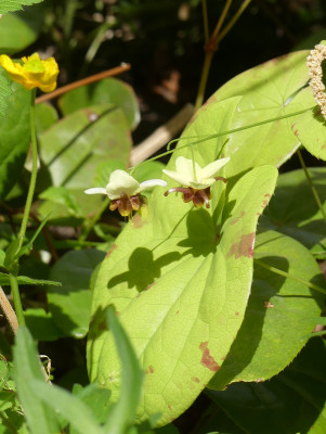2020-04-25 Epimedium 'Pidiwidi' 1.jpg